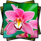 Plant Portraits portfolio